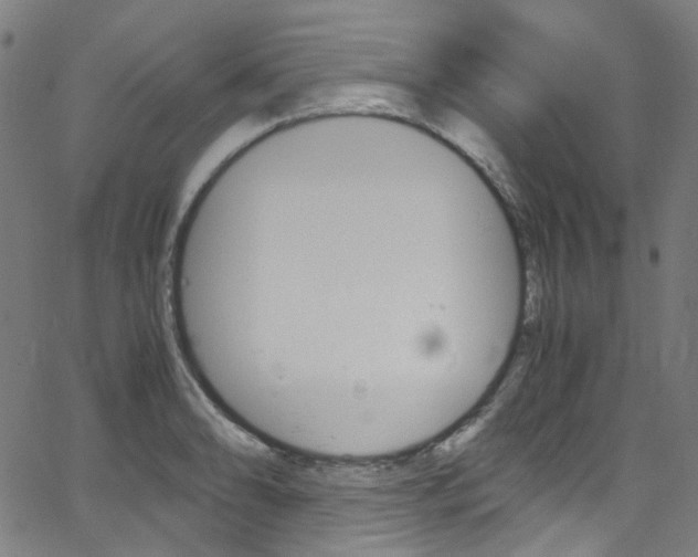 X0000066111086200603100957