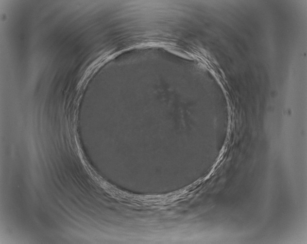 X0000066110001200603101218