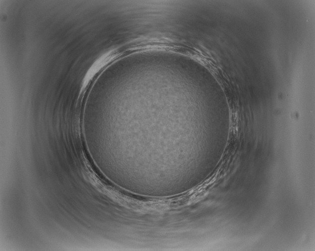X0000066110004200603101218
