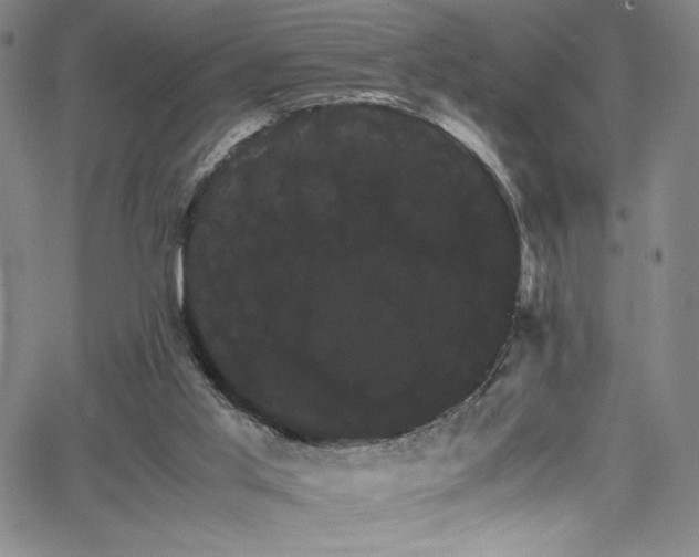 X0000066110013200603101217