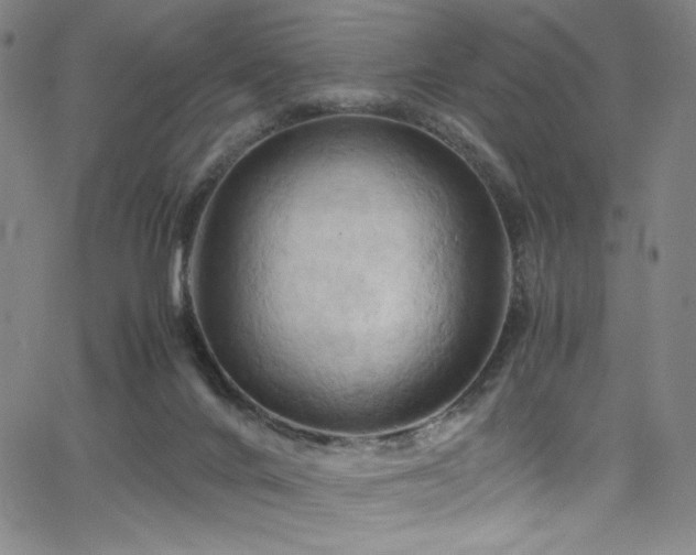 X0000066110024200603101217