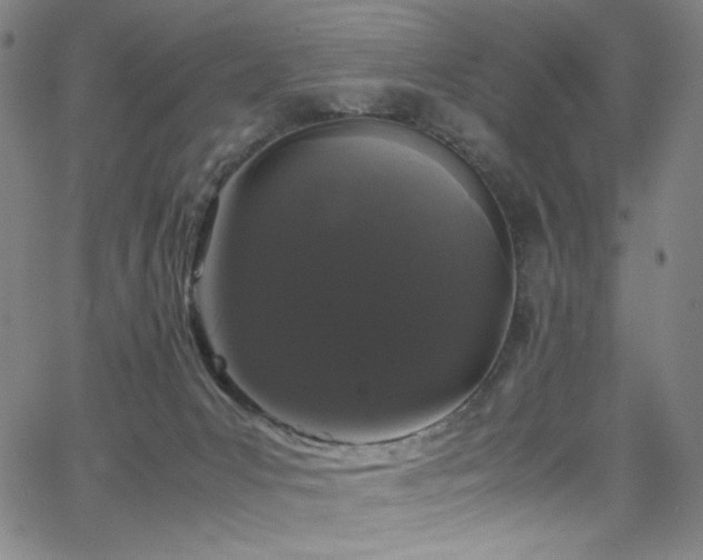 X0000066110031200603101217