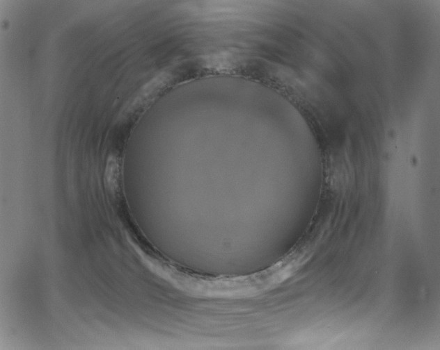 X0000066110036200603101217