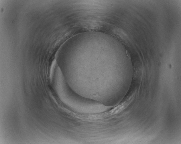 X0000066110040200603101217