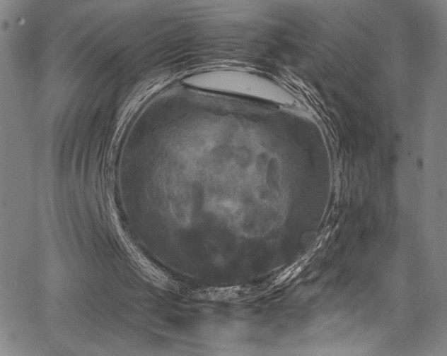 X0000066110049200603101216