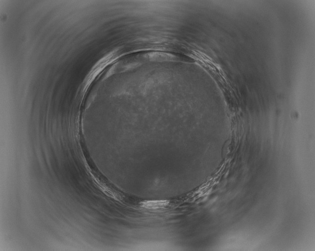 X0000066110051200603101216