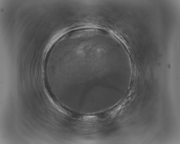 X0000066110055200603101216