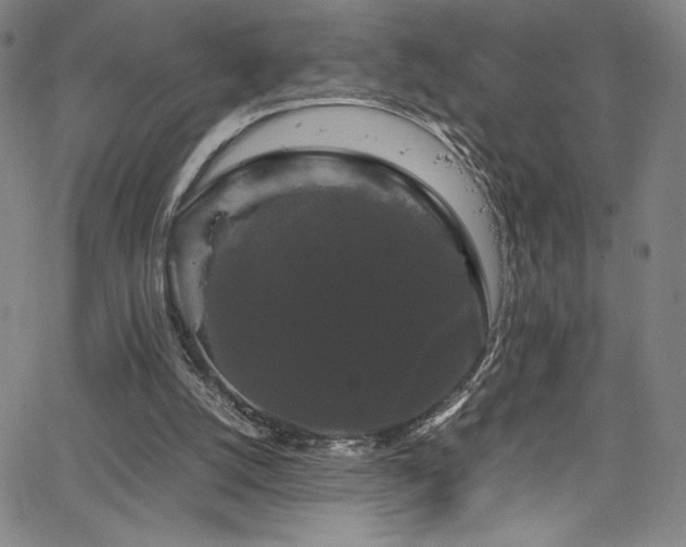X0000066110056200603101216