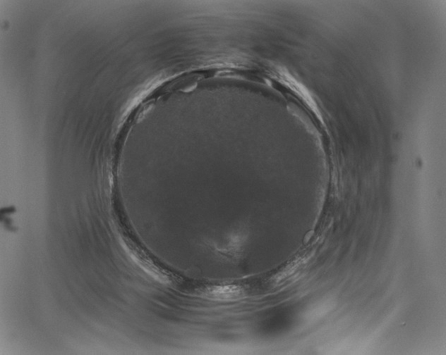 X0000066110059200603101216
