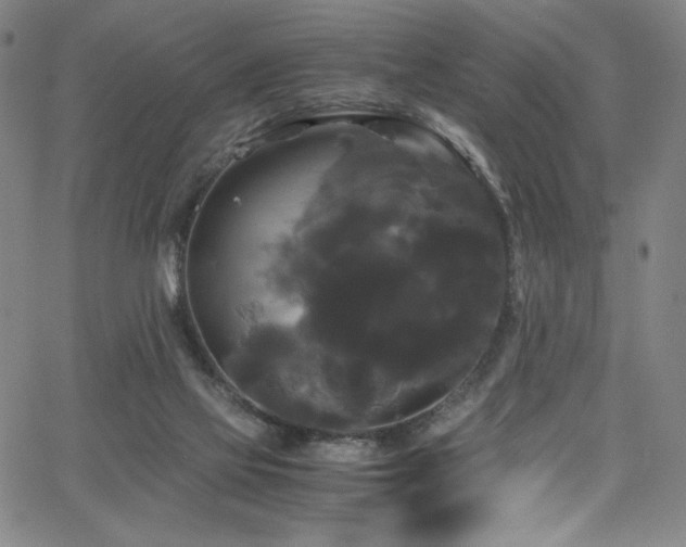 X0000066110069200603101216