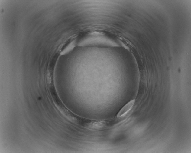 X0000066110086200603101217