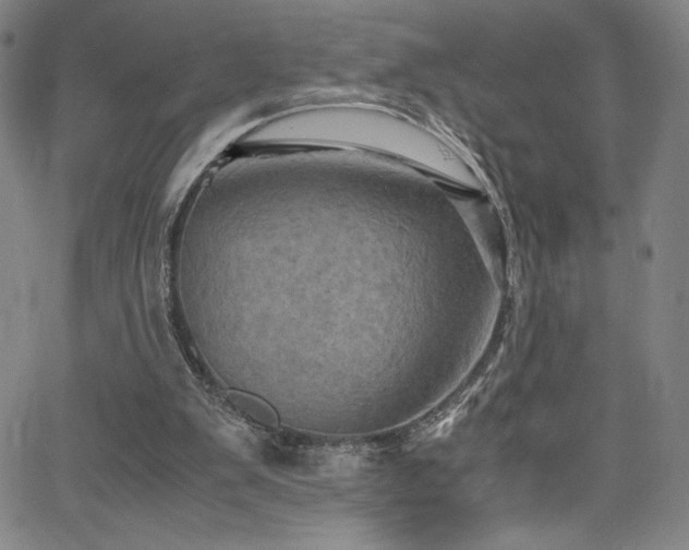 X0000066110103200603101216