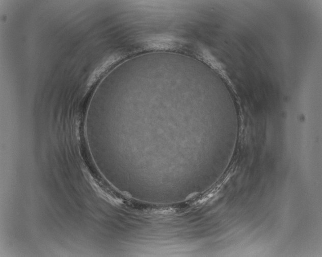X0000066110106200603101216