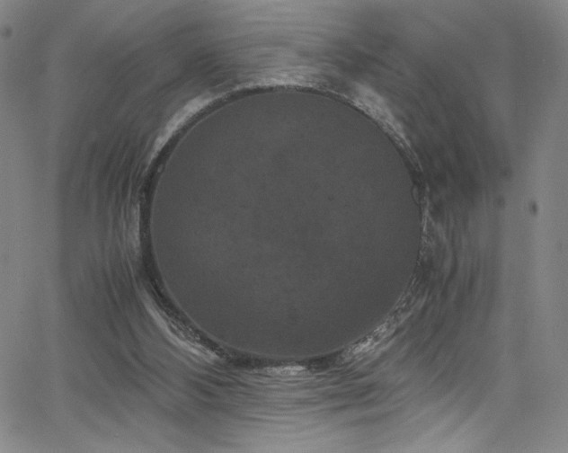 X0000066110108200603101216