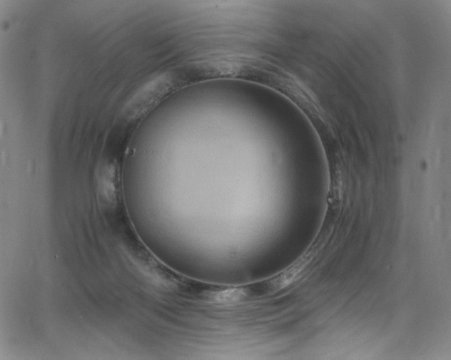 X0000066110122200603101216