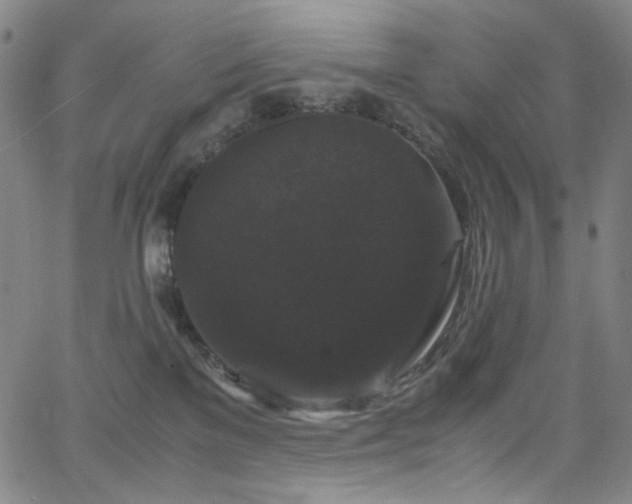 X0000066110137200603101215