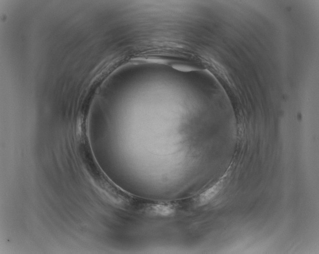 X0000066110166200603101215