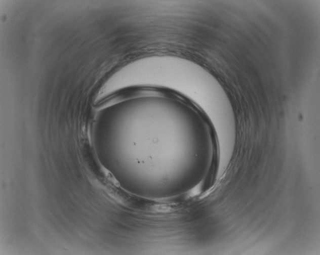 X0000066110176200603101215