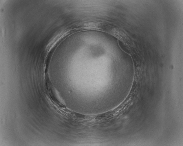 X0000066110194200603101214