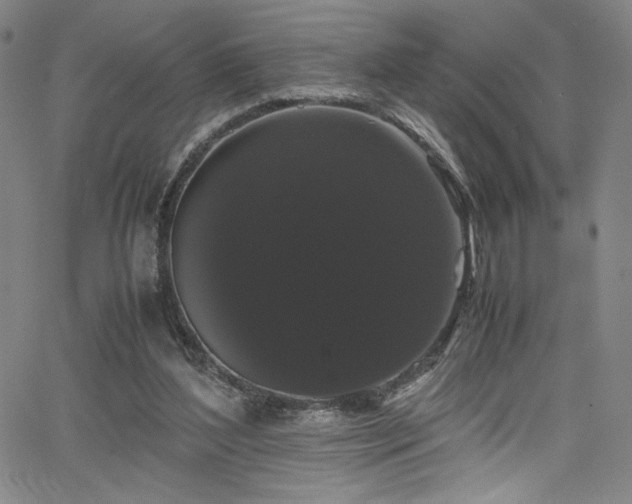 X0000066110204200603101214