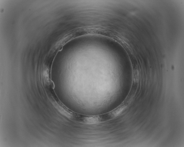 X0000066110238200603101214