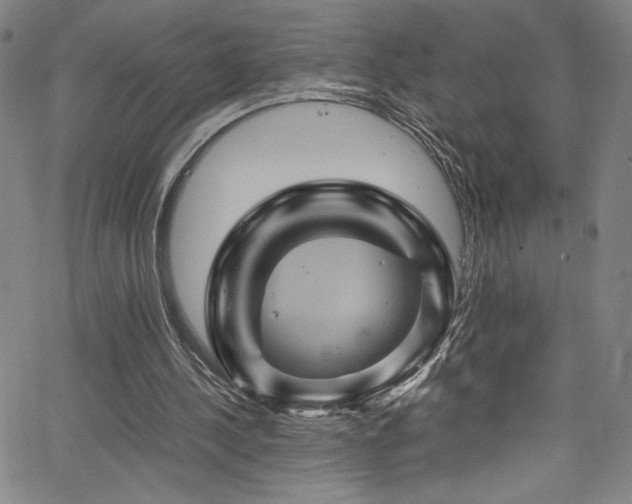 X0000066110244200603101213