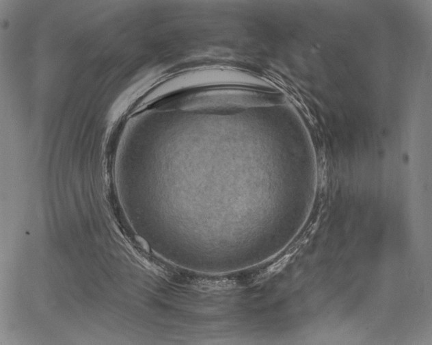 X0000066110245200603101213