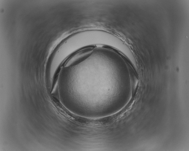 X0000066110248200603101213