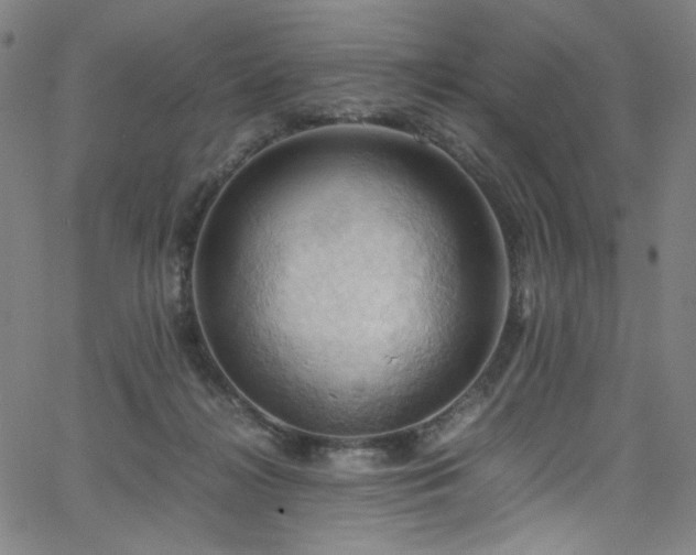 X0000066110268200603101213
