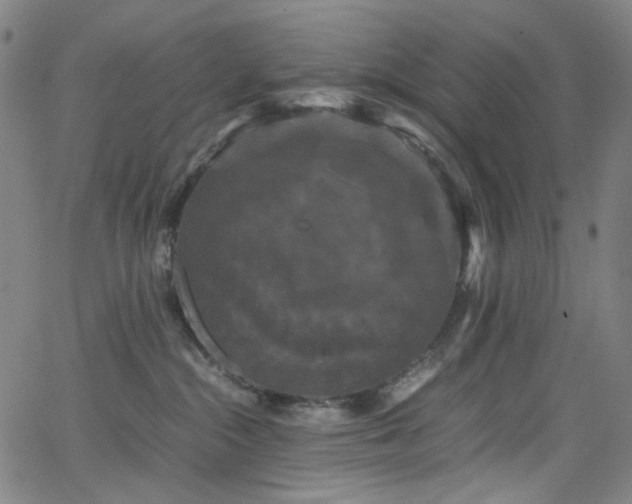 X0000066110284200603101214
