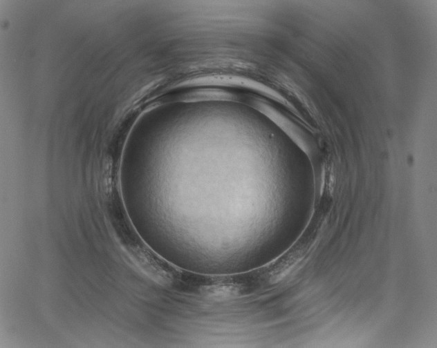 X0000066110356200603101212