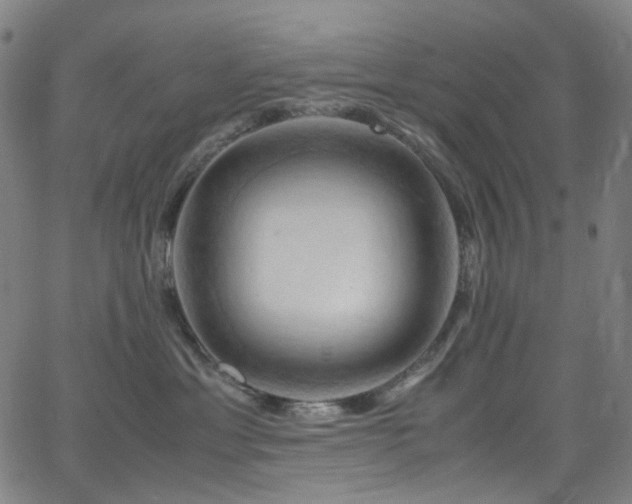 X0000066110429200603101211