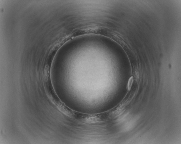 X0000066110468200603101210