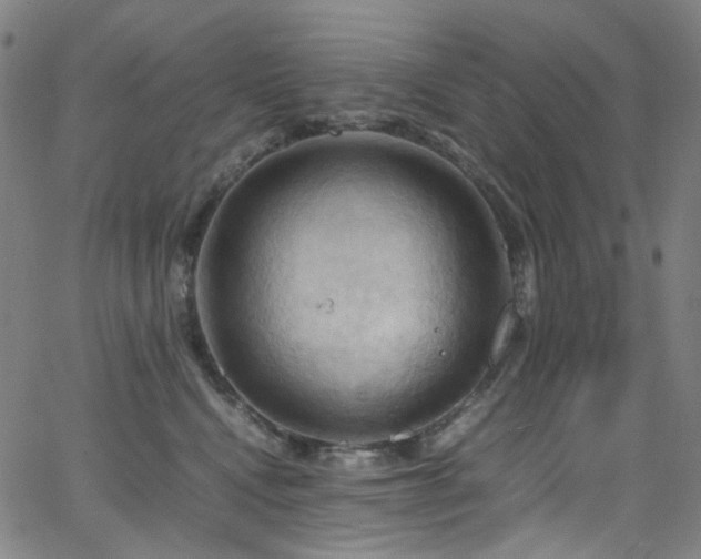 X0000066110472200603101210