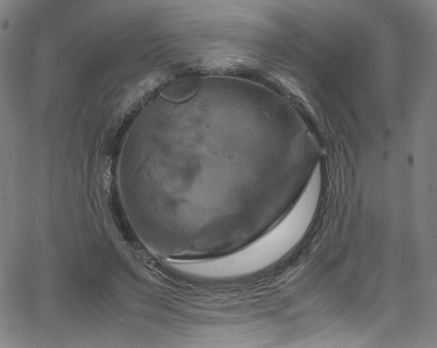 X0000066110495200603101210
