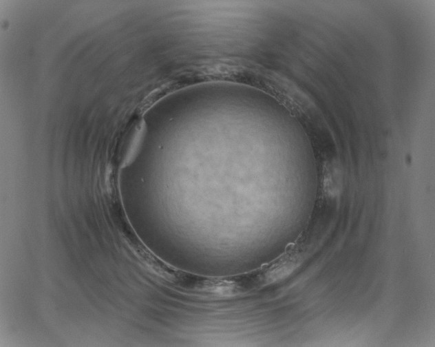 X0000066110514200603101209