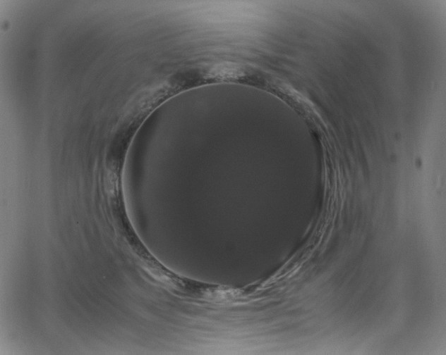 X0000066110517200603101209