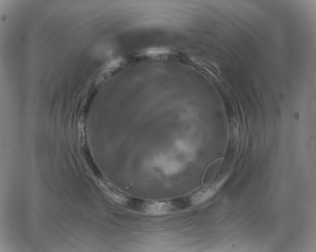 X0000066110527200603101209
