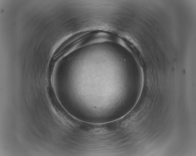 X0000066110536200603101208