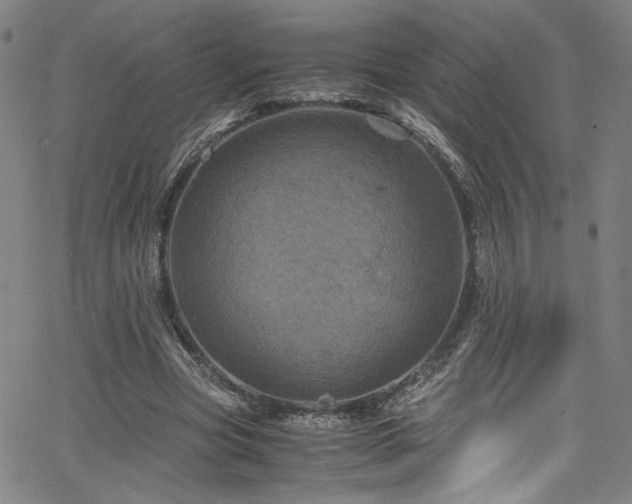 X0000066110537200603101208