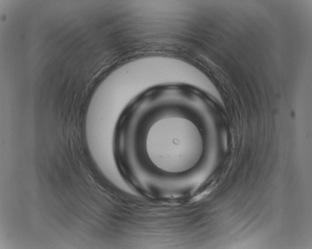 X0000066110556200603101209