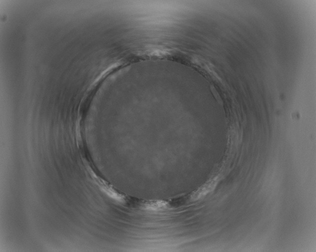 X0000066110576200603101209