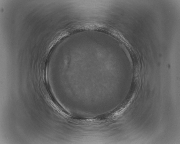 X0000066110585200603101208