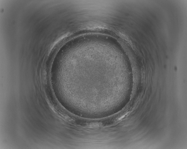 X0000066110587200603101208