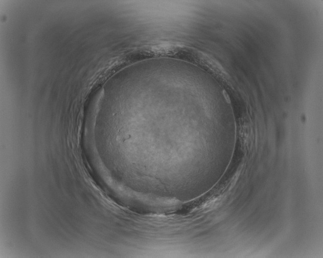 X0000066110593200603101208