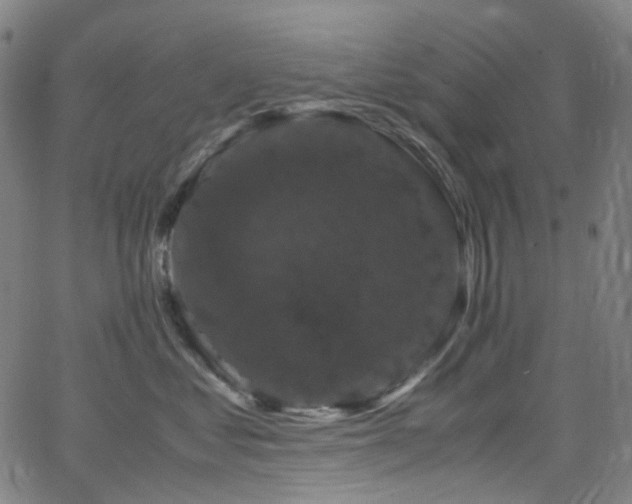 X0000066110621200603101207