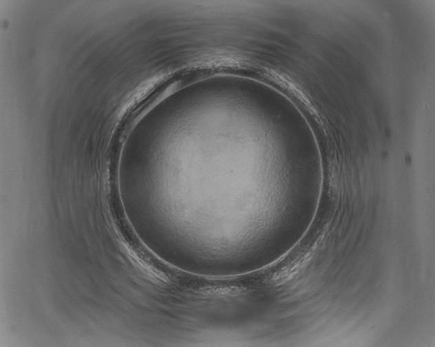 X0000066110629200603101207