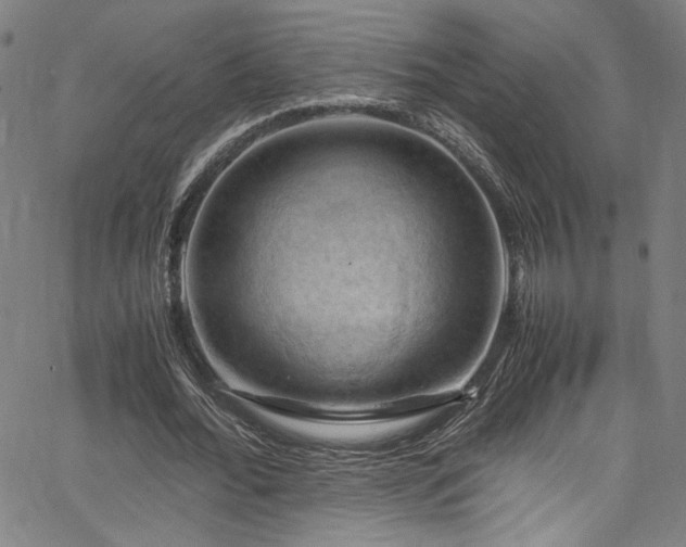 X0000066110676200603101207