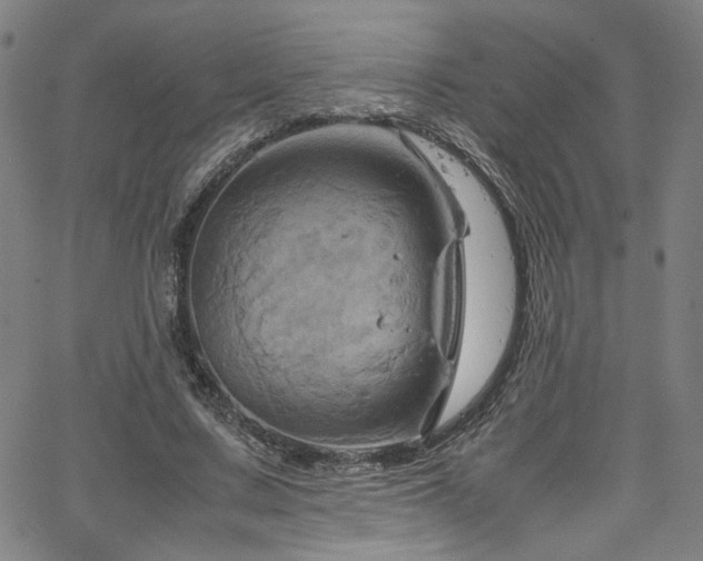 X0000066110683200603101206