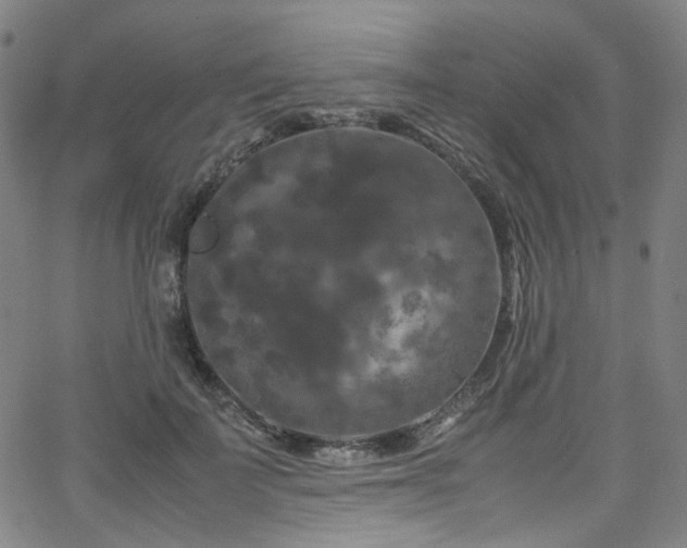 X0000066110699200603101206
